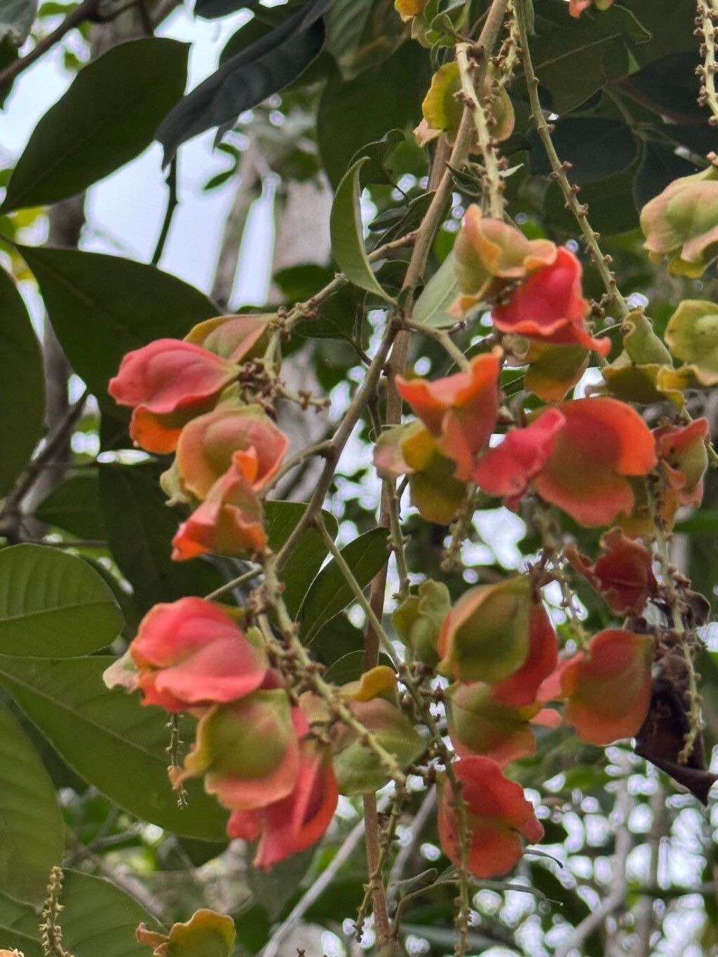 Paullinia revoluta fruit