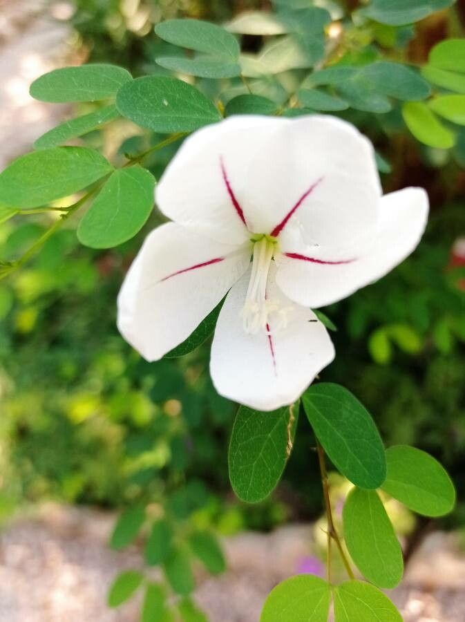 Bauhinia natalensis flower
