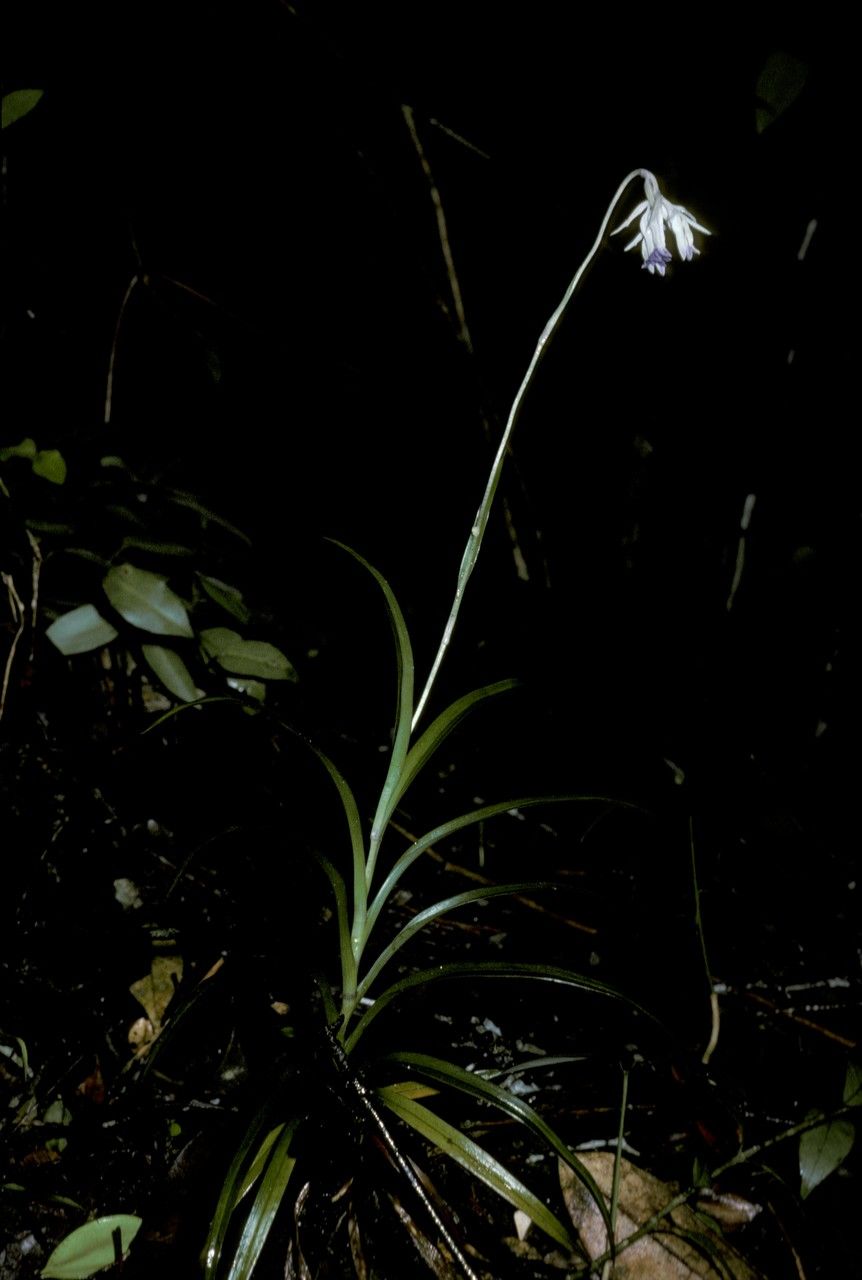 Burmannia longifolia habit