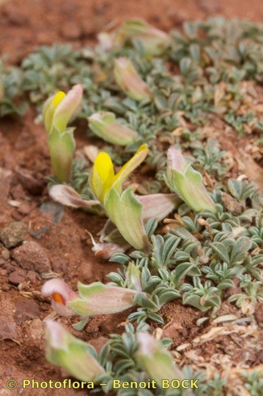Leobordea maroccana other