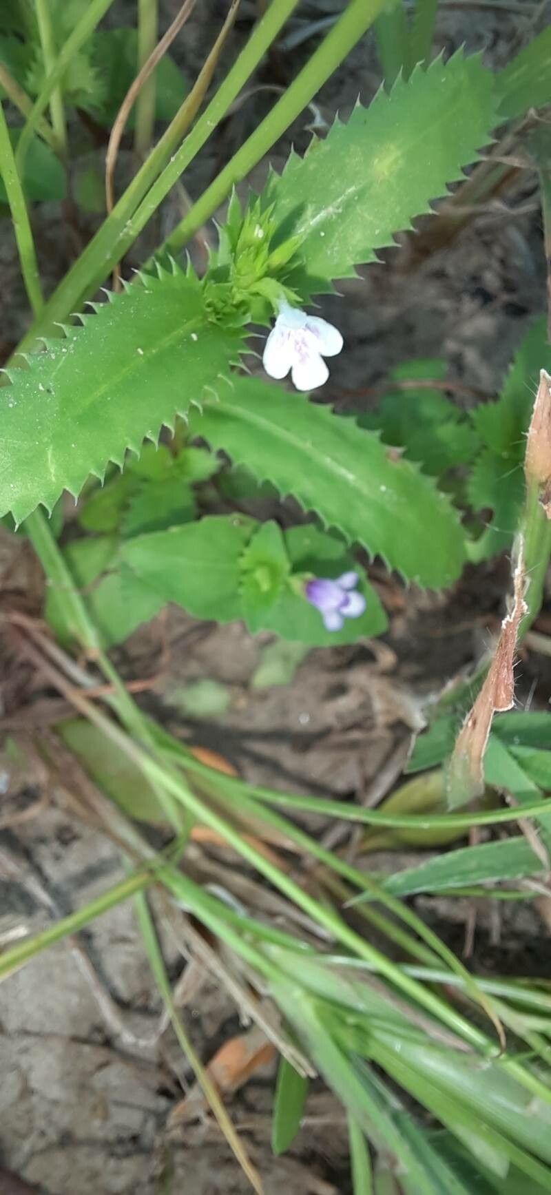 Lindernia ciliata leaf