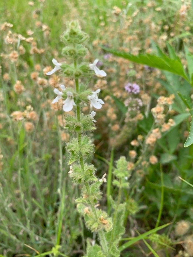 Stachys ajugoides — search result for 'Stachys'