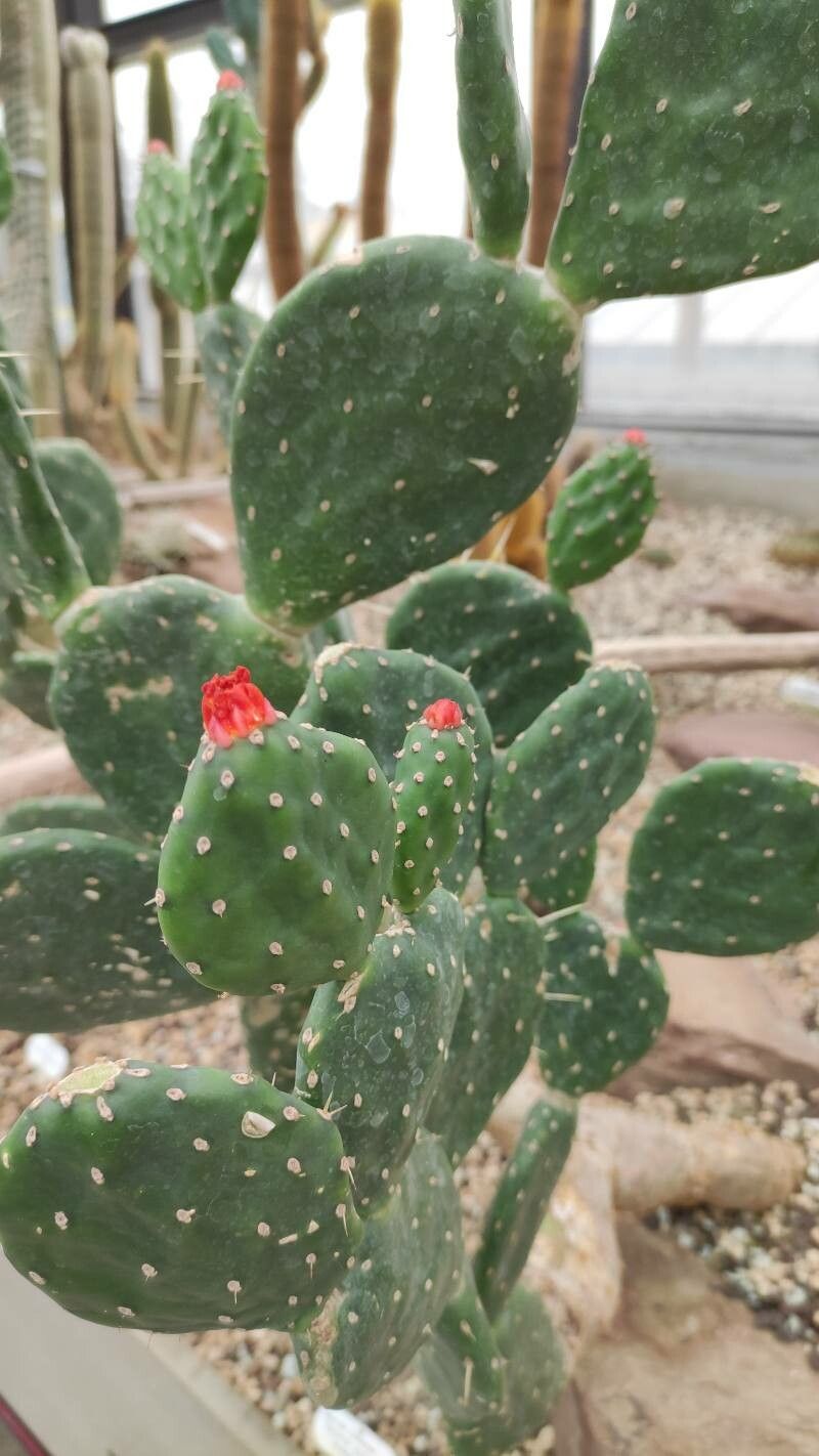 Opuntia quitensis habit