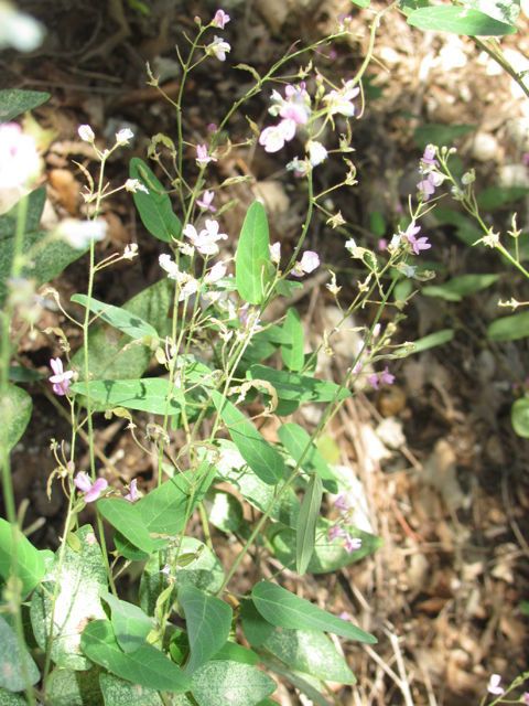 Desmodium psilophyllum — search result for 'Desmodium'