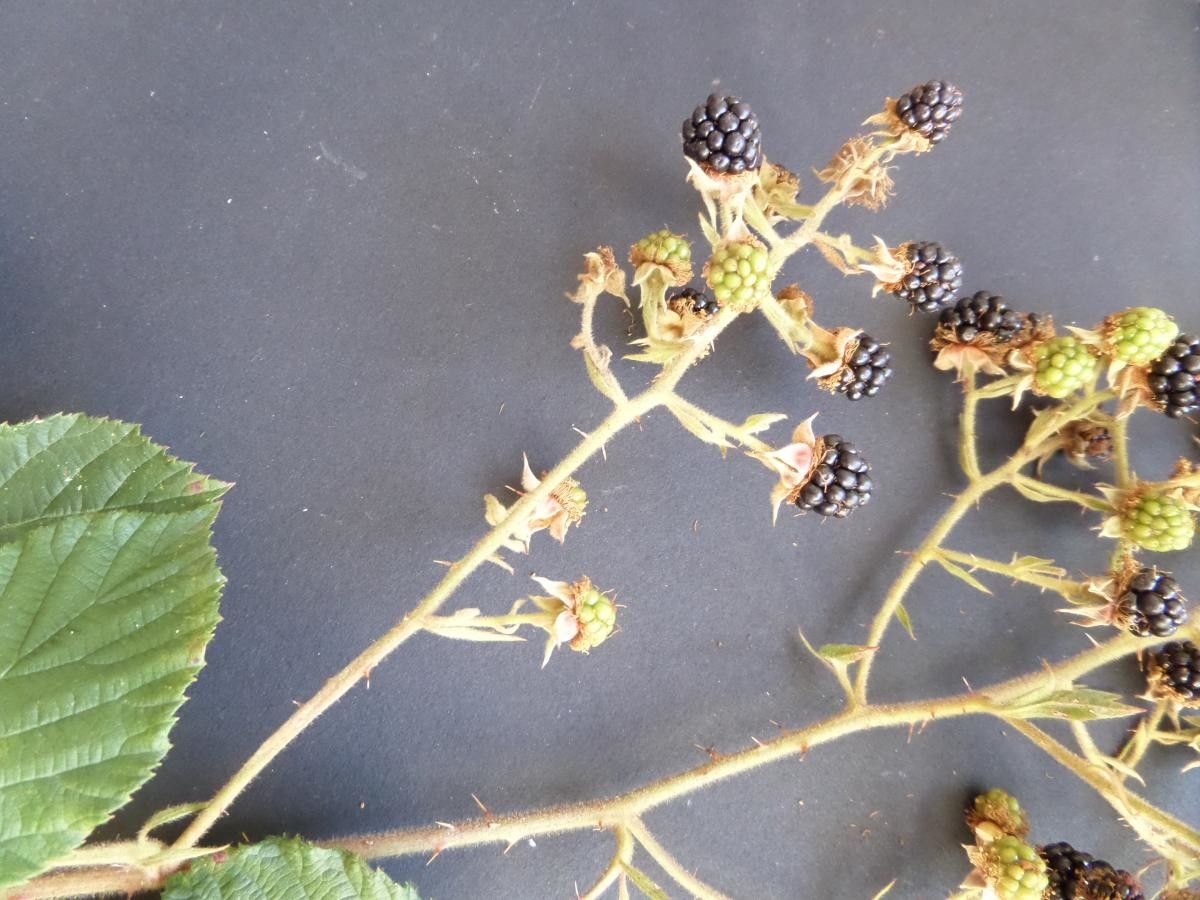 Rubus koehleri flower