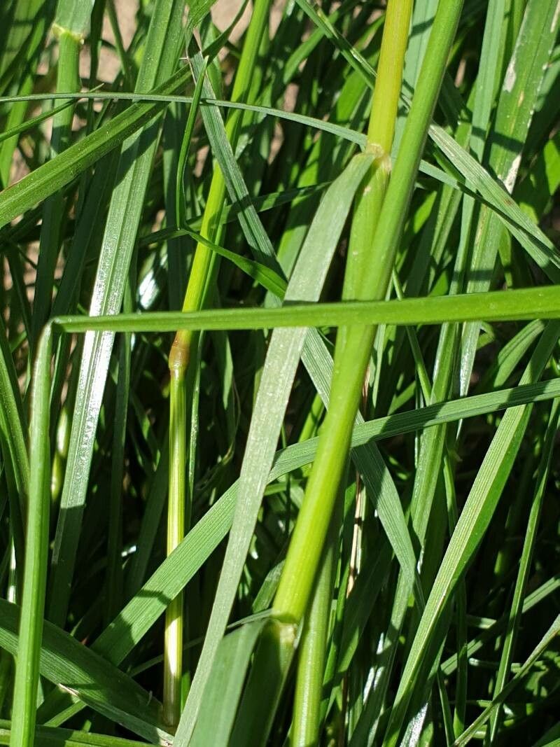 Lolium rigidum — search result for 'Lolium'