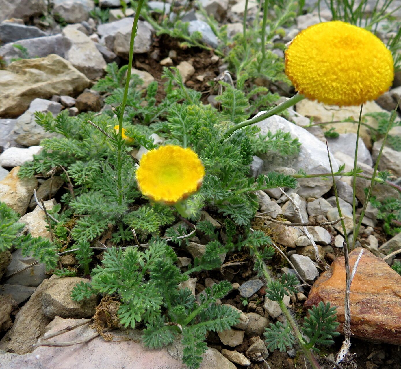 Cotula socialis habit