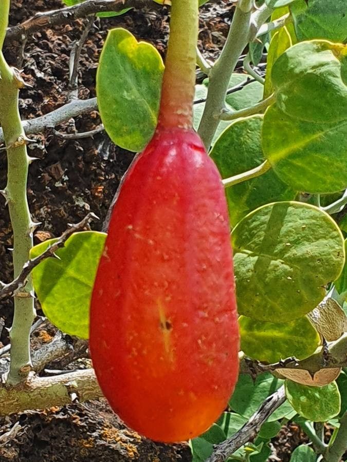 Capparis cartilaginea fruit
