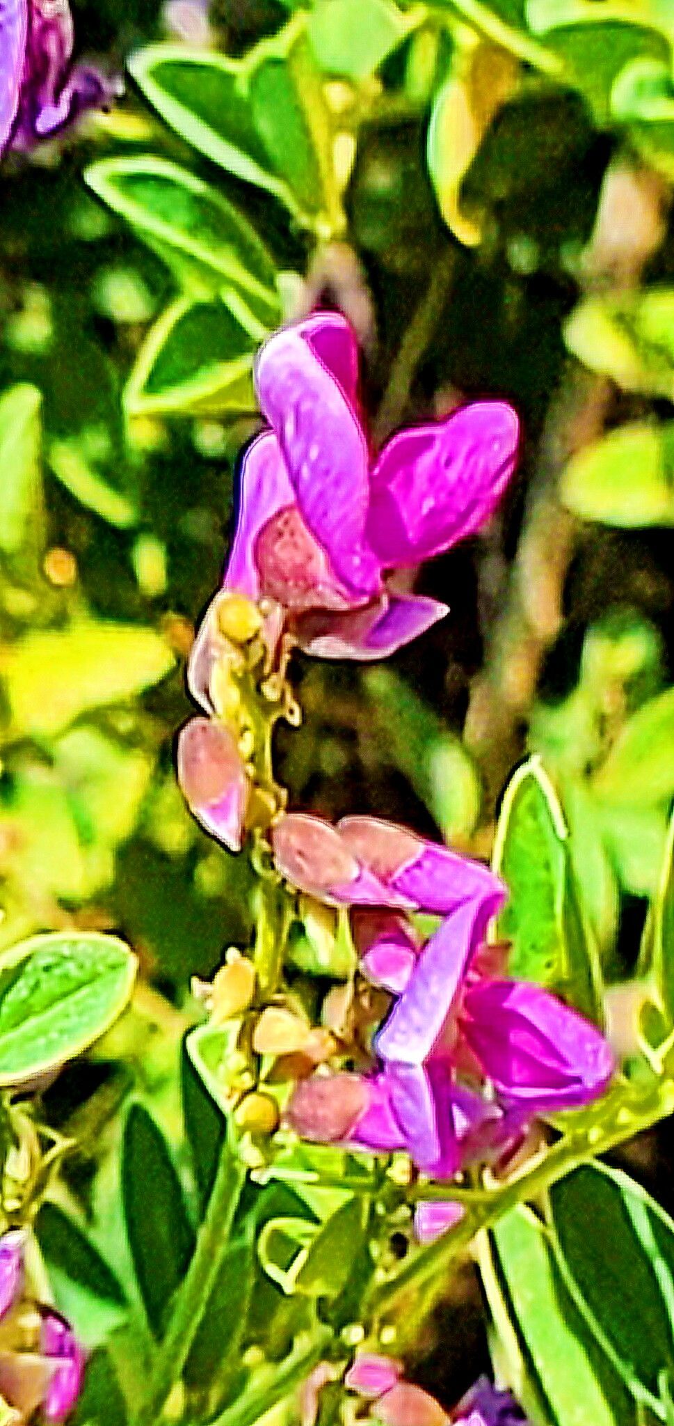 Millettia pulchra — houseplant care guide