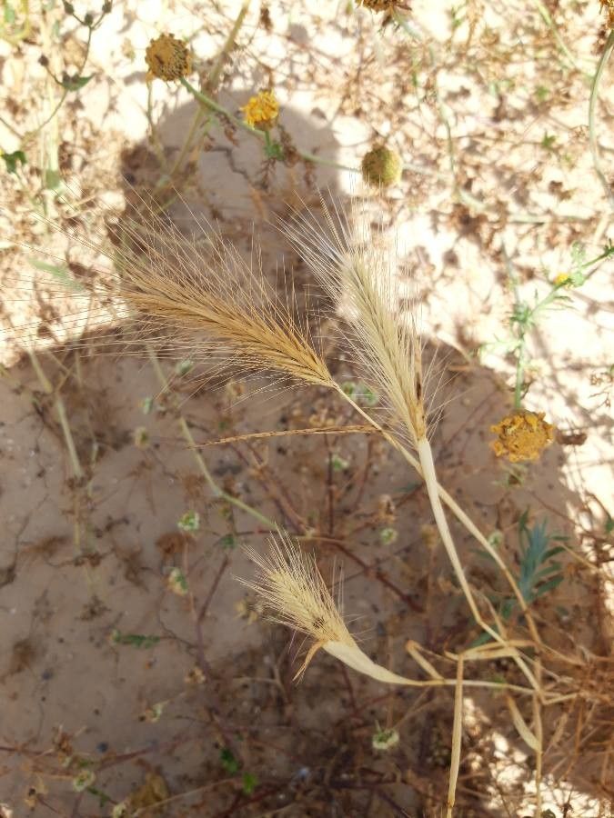 Crithopsis delileana fruit
