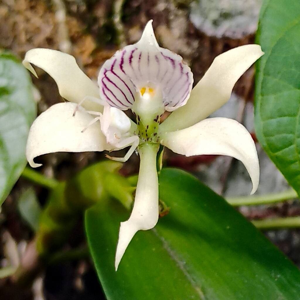 Prosthechea aemula flower