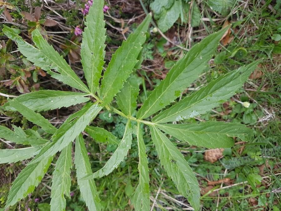 Cardamine heptaphylla — search result for 'Cardamine'