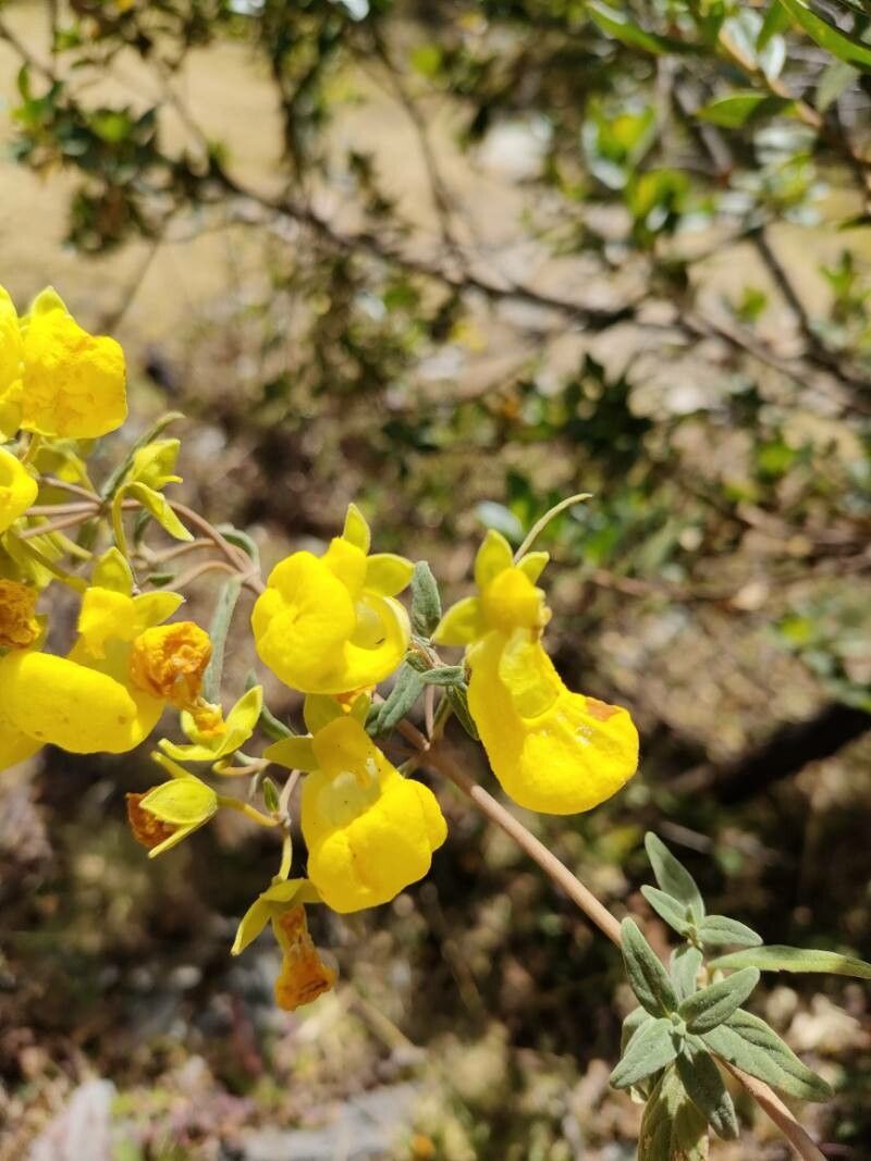 Calceolaria engleriana flower
