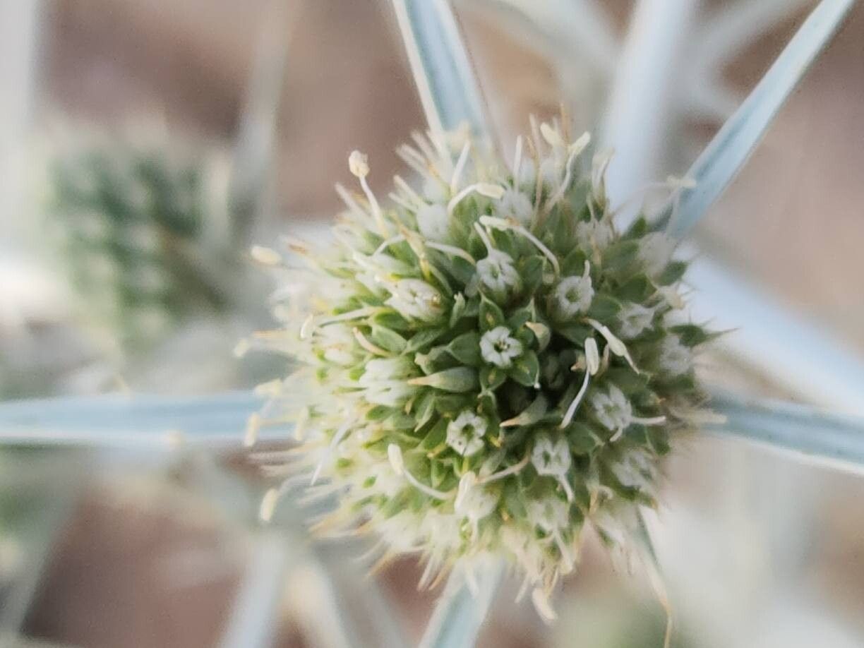 Eryngium billardierei flower