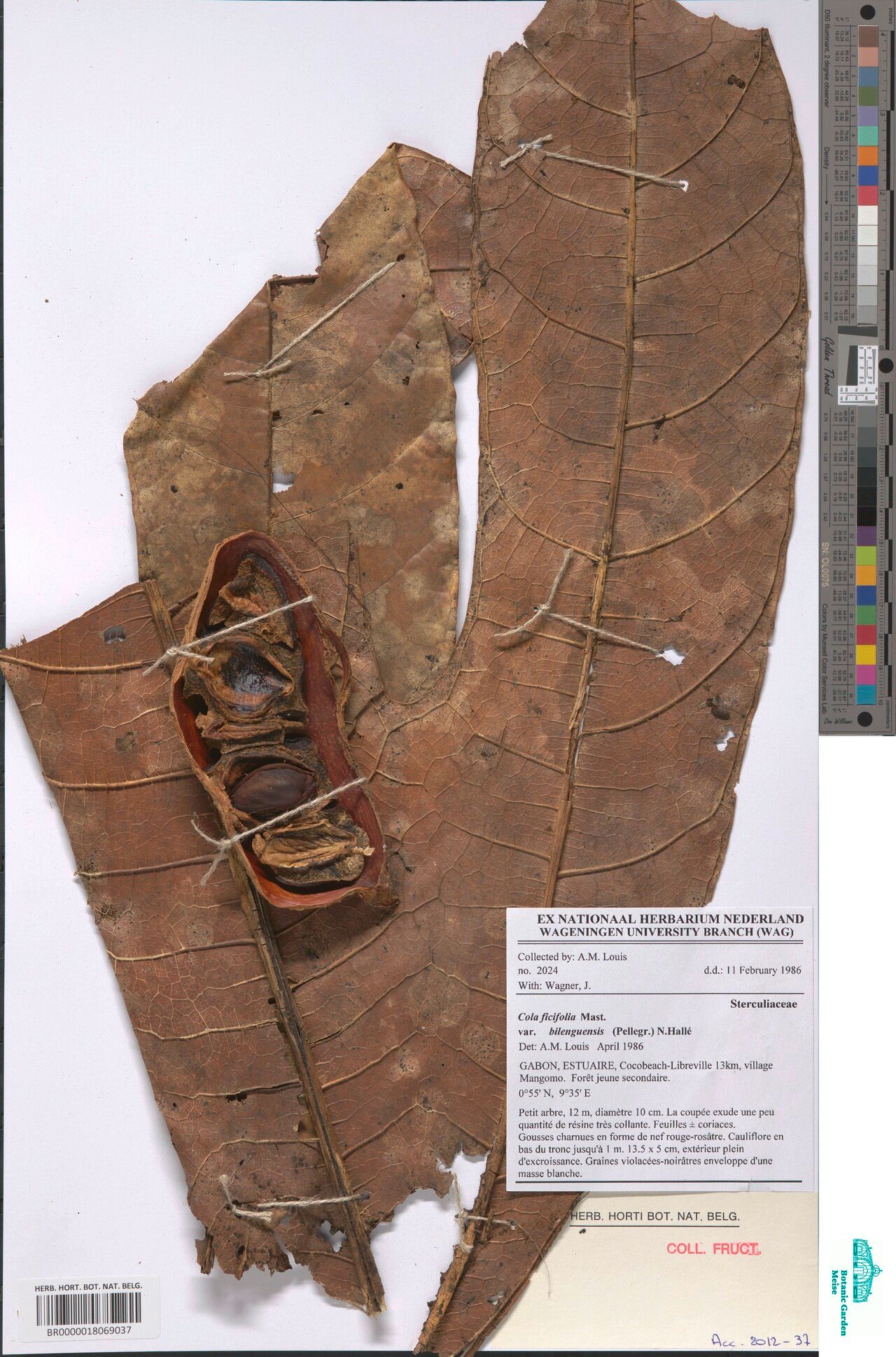 Cola bilenguensis — related species from the same genus