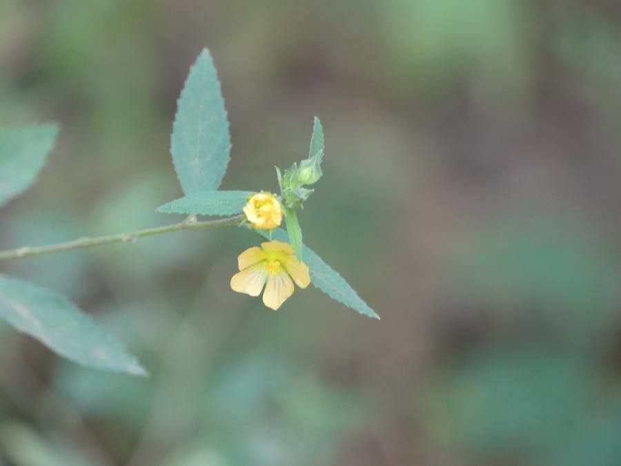 Sida glabra flower