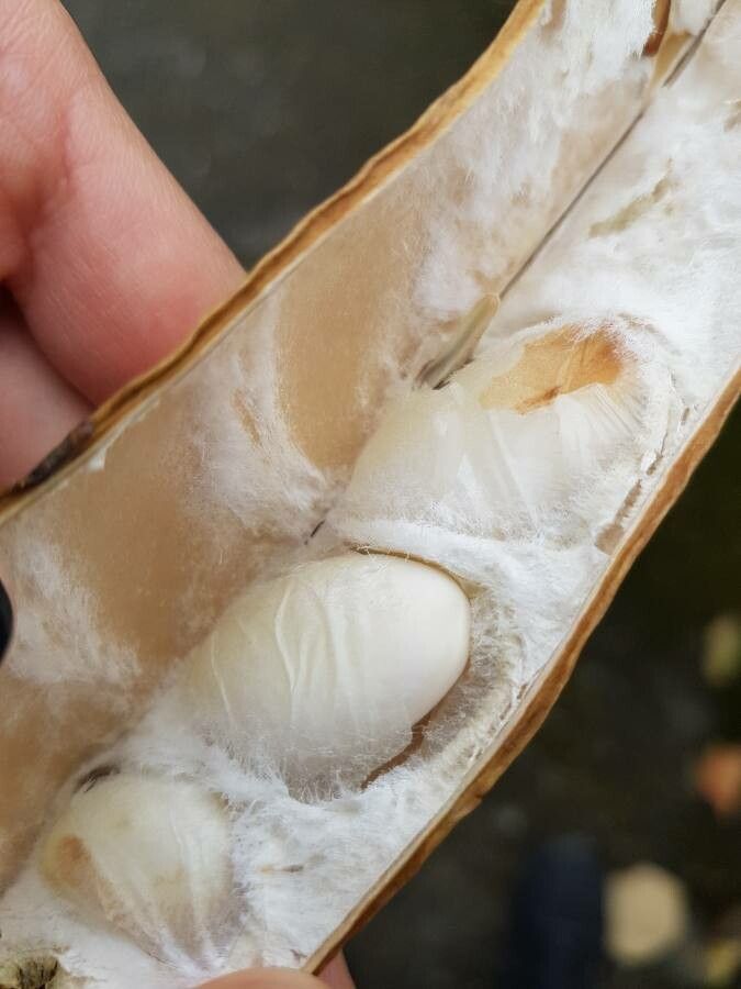 Canavalia ensiformis fruit