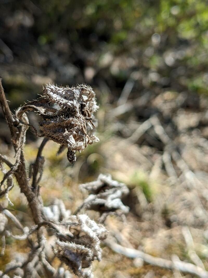 Campanula speciosa fruit