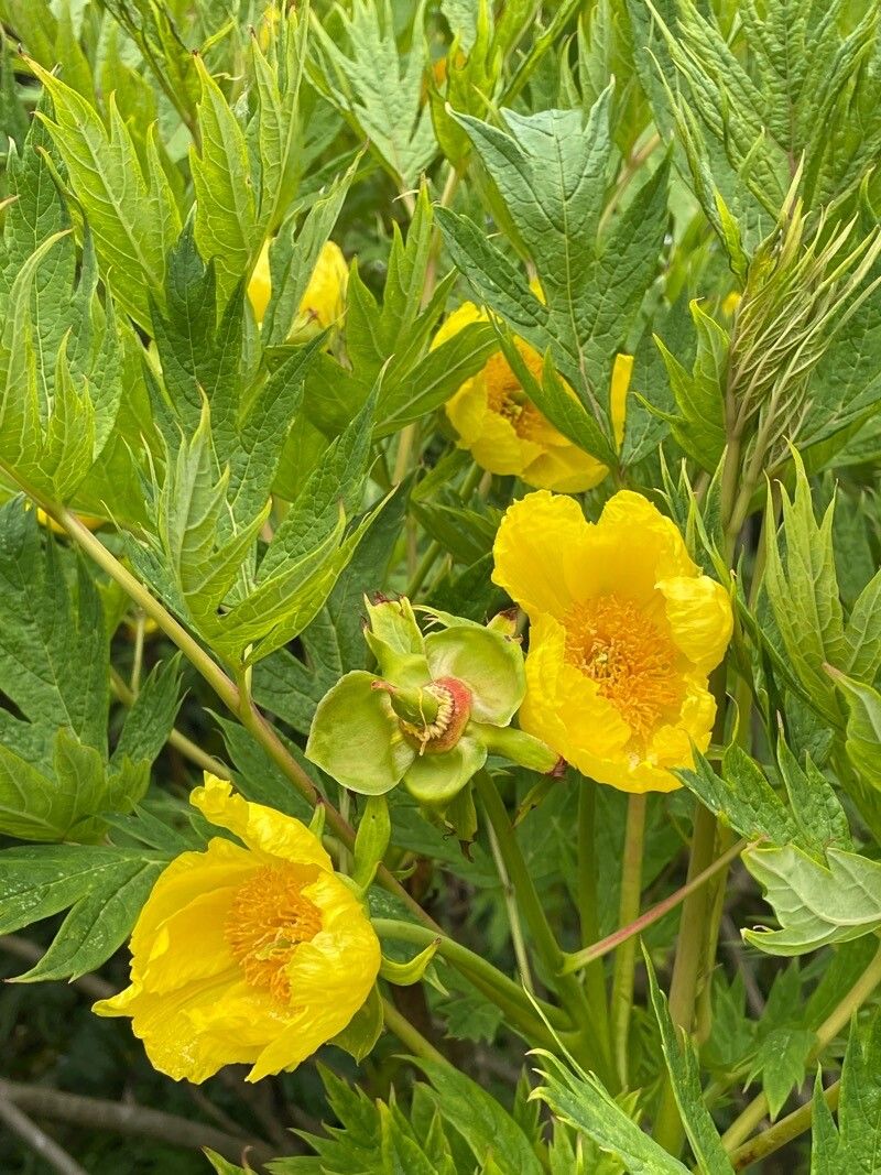 Paeonia ludlowii flower
