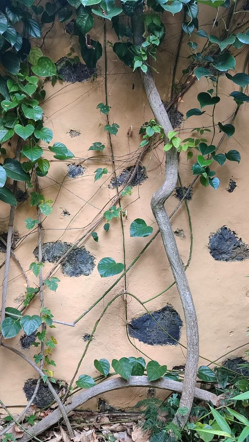 Anamirta cocculus bark