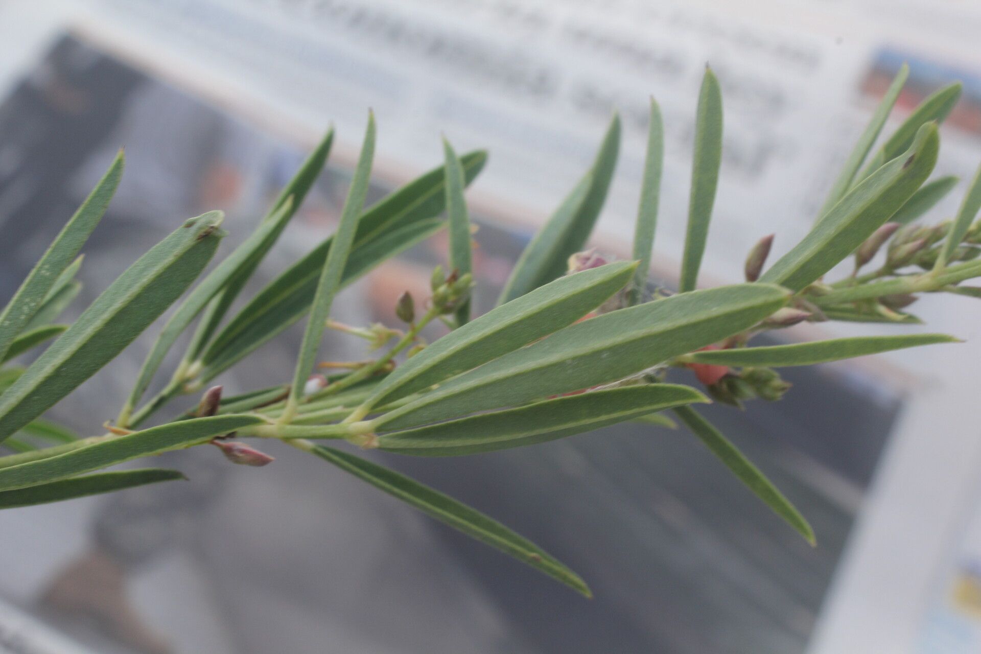 Indigofera lespedezioides leaf