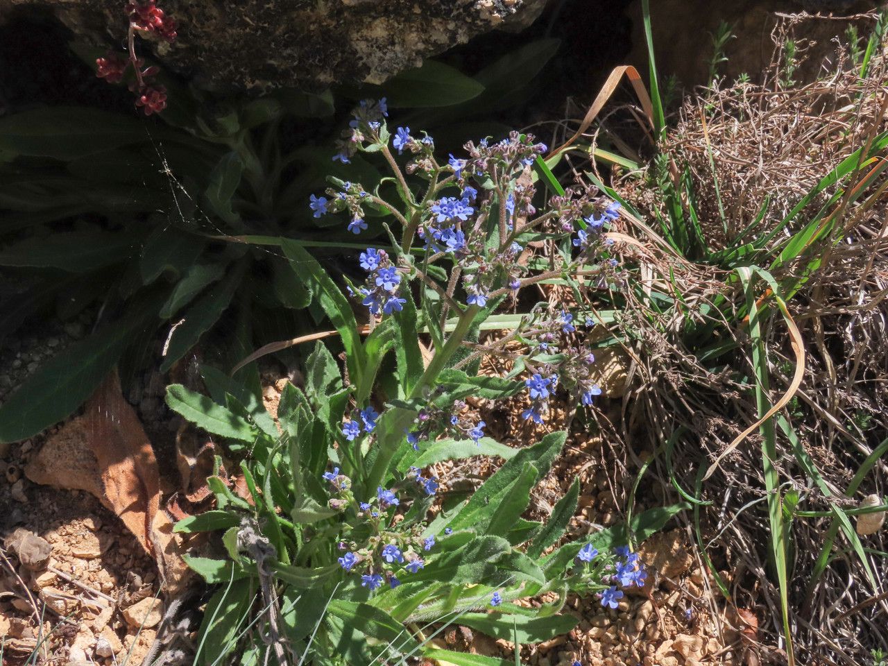 Cynoglottis barrelieri habit