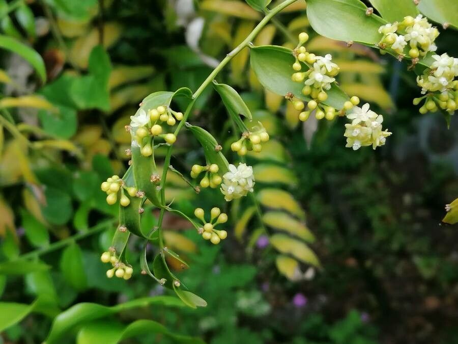Semele androgyna flower