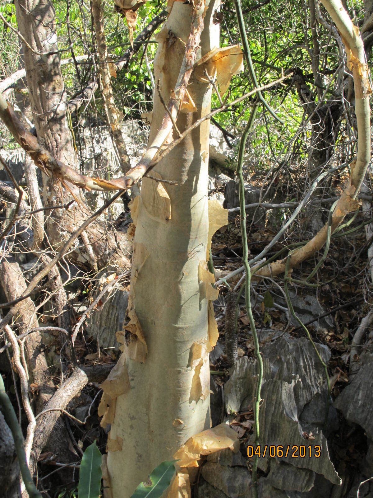 Cyphostemma macrocarpum — search result for 'Cyphostemma'