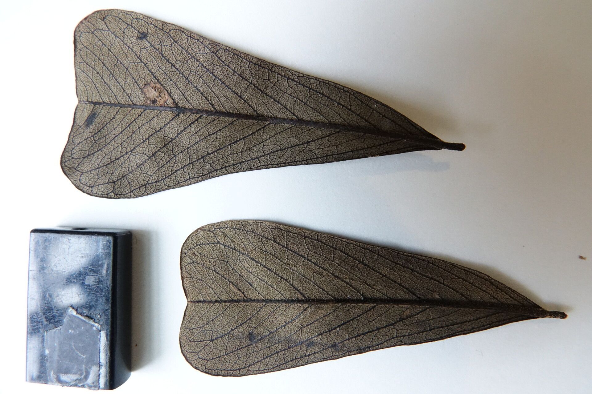 Dalbergia gautieri — houseplant care guide