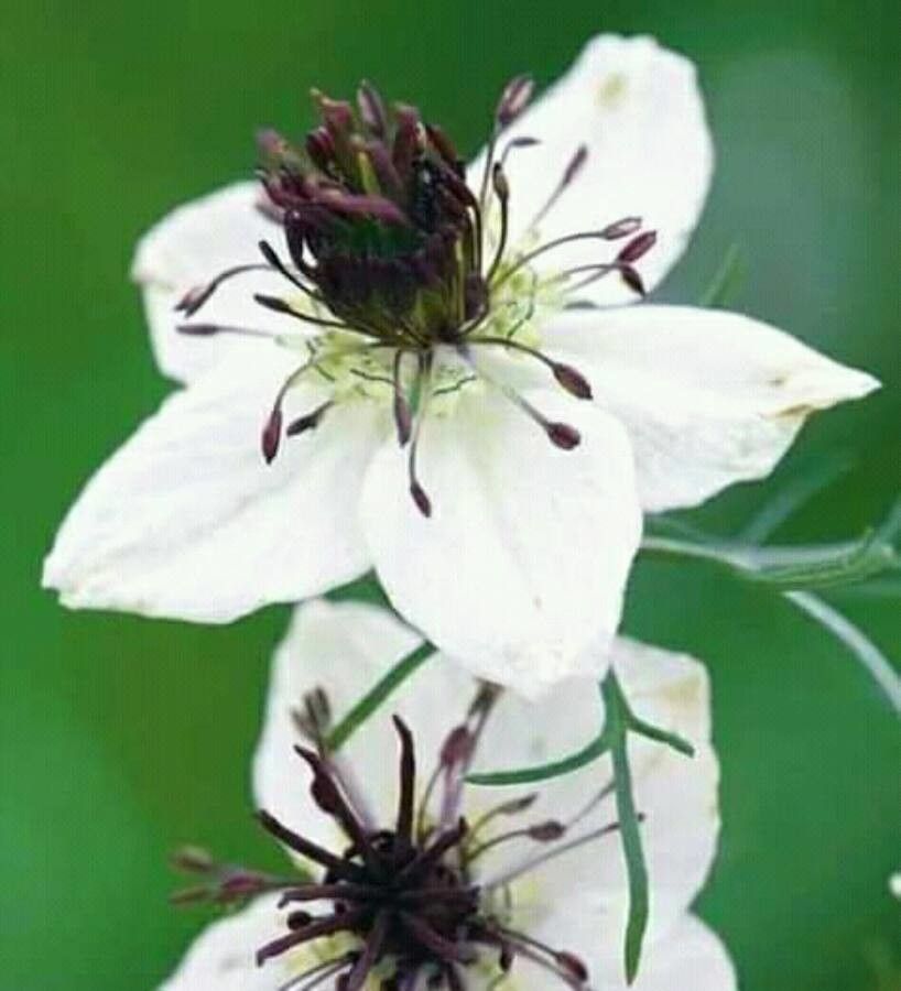 Nigella hispanica flower