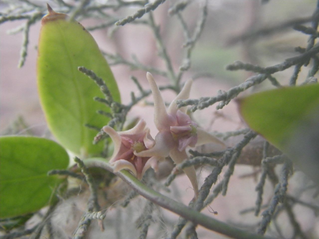 Pentatropis nivalis flower