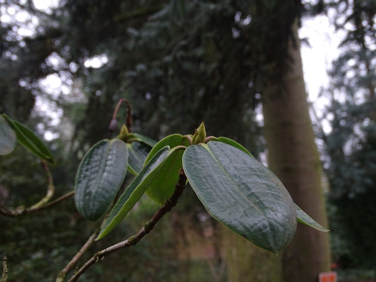 Rhododendron thomsonii flower