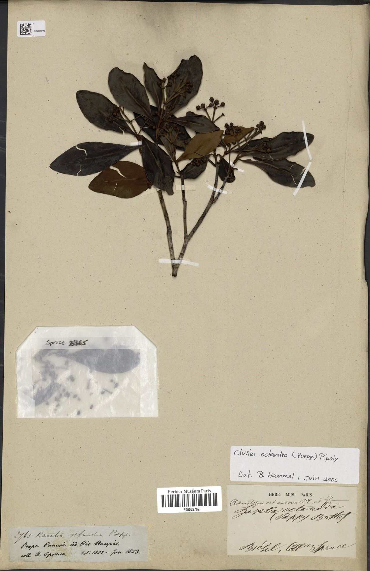 Clusia octandra leaf