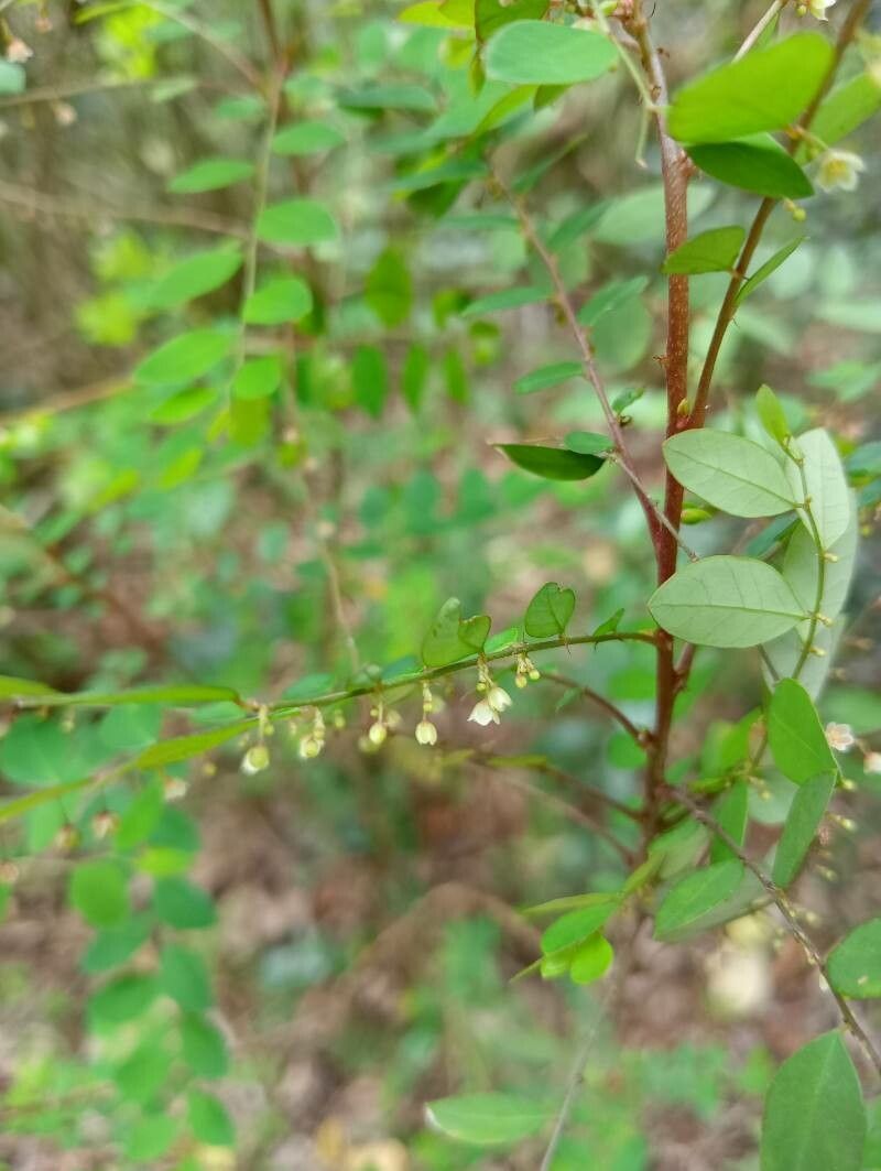 Phyllanthus moramangicus flower