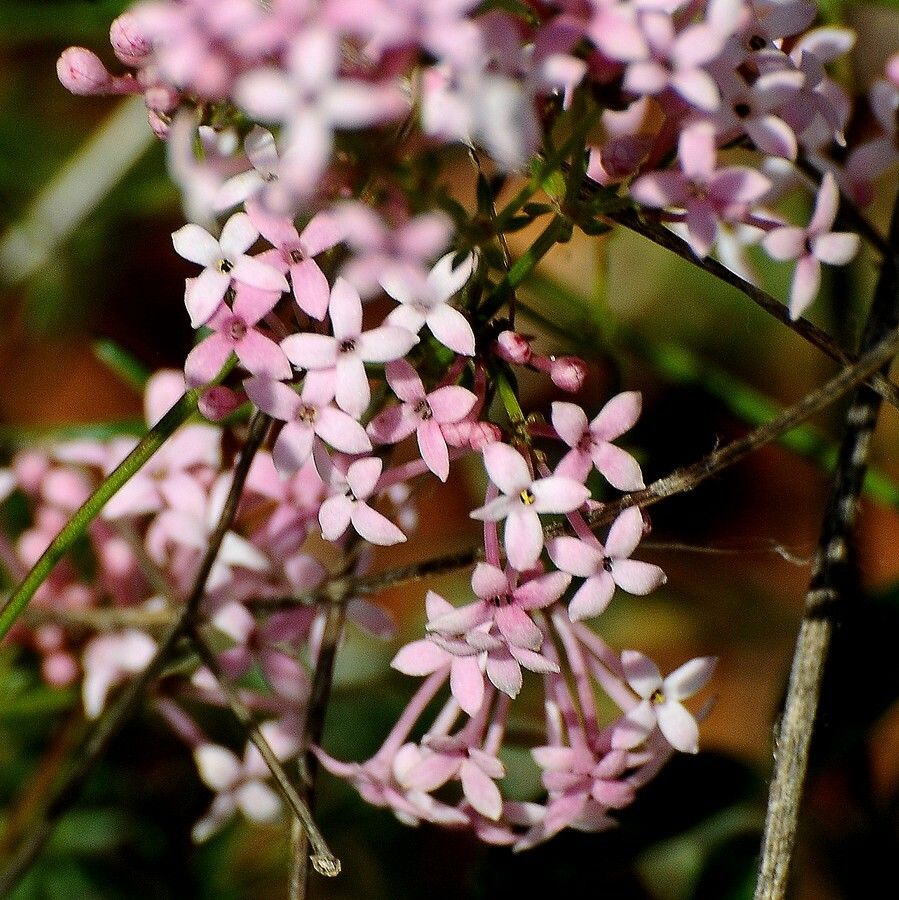 Asperula hirsuta flower