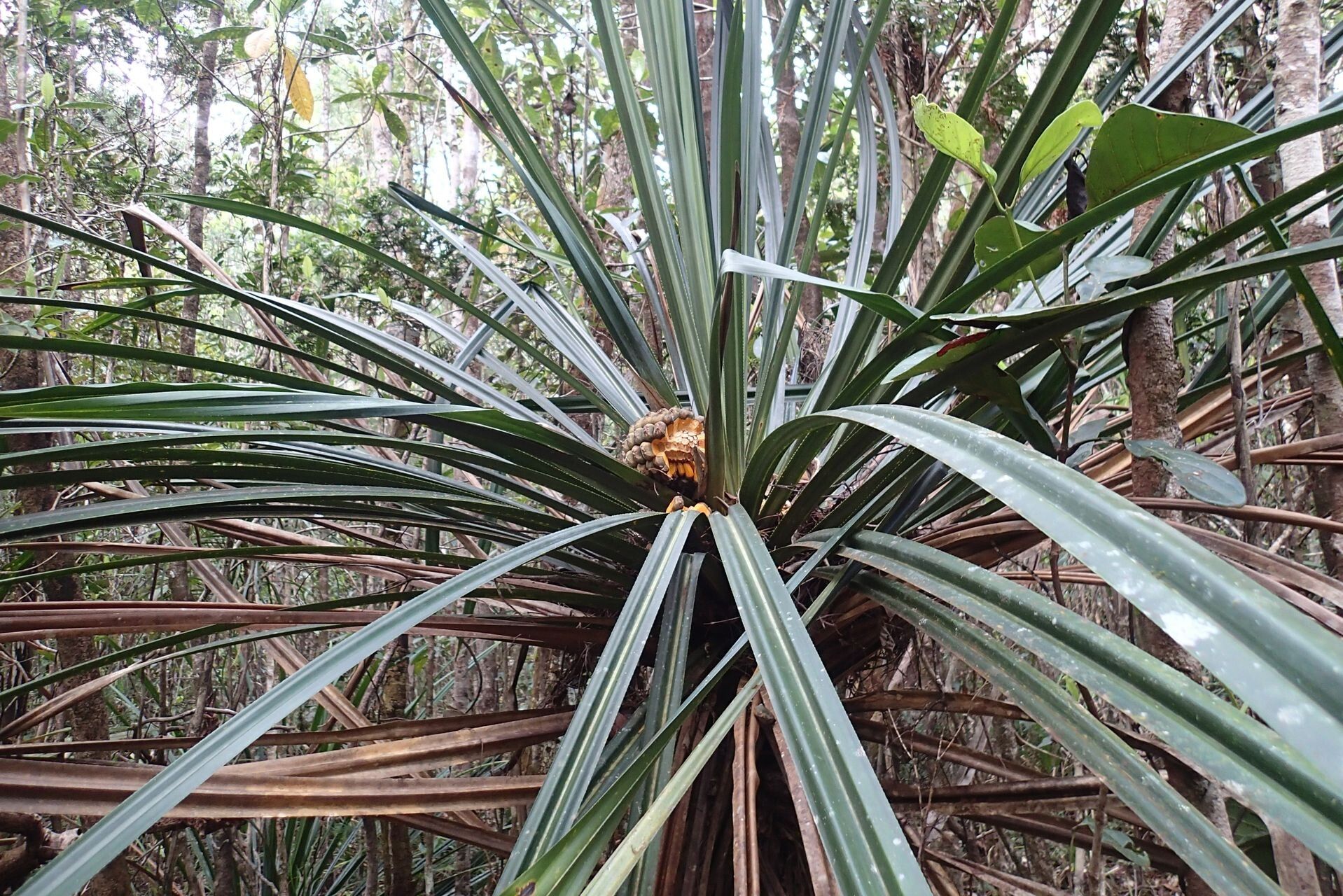 Pandanus pancheri leaf