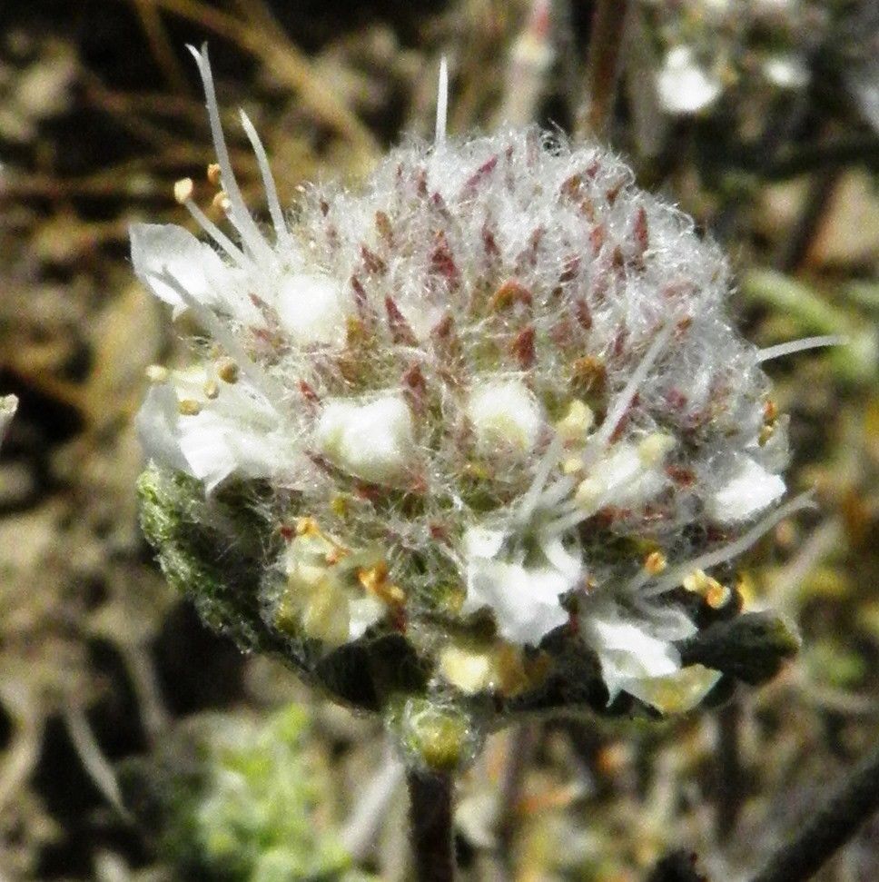 Teucrium charidemi flower