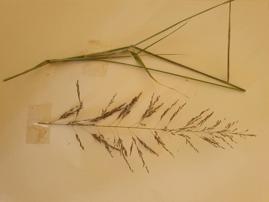 Eragrostis heteromera — search result for 'Eragrostis'