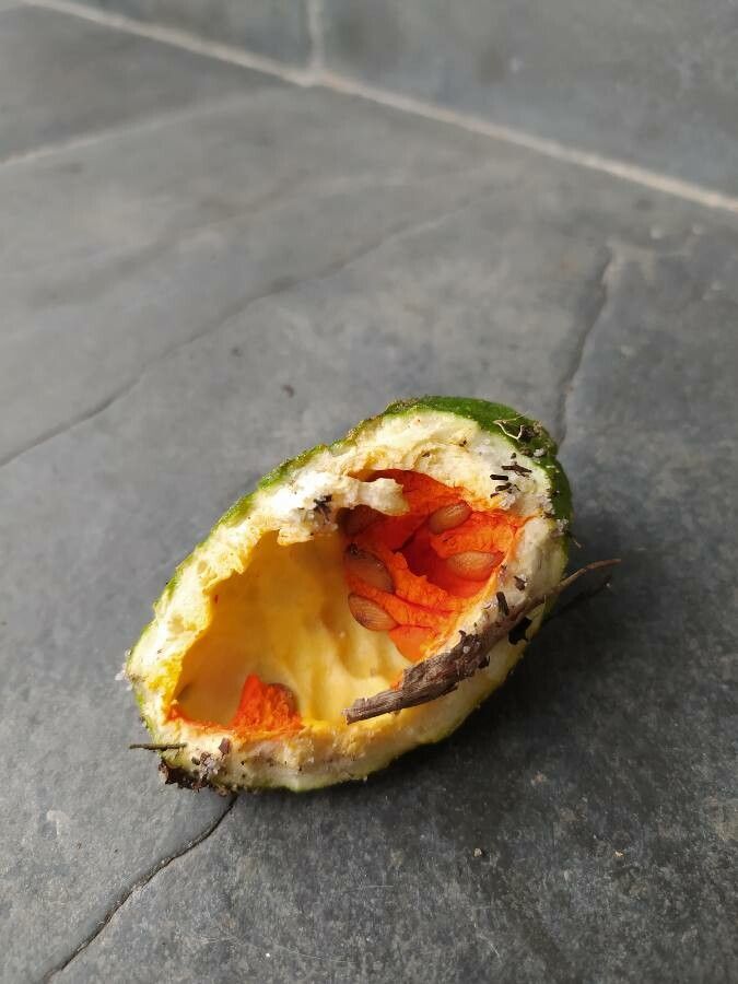 Tabernaemontana laeta fruit