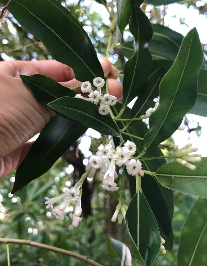 Cestrum diurnum flower