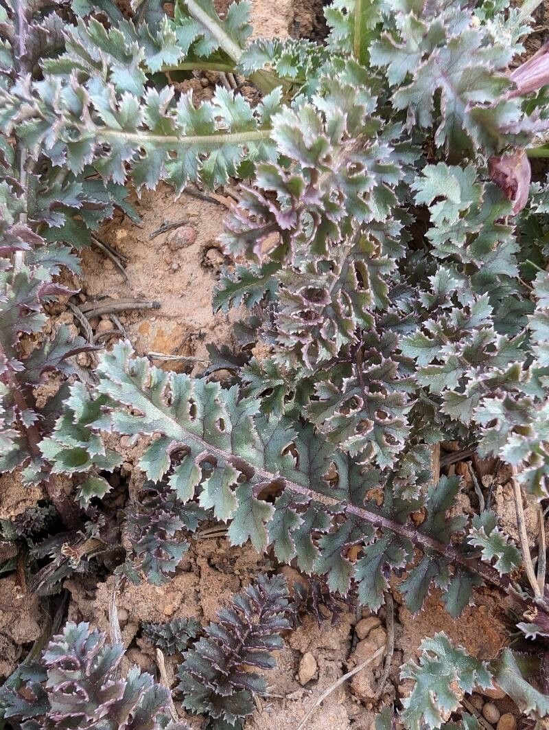 Pedicularis centranthera leaf