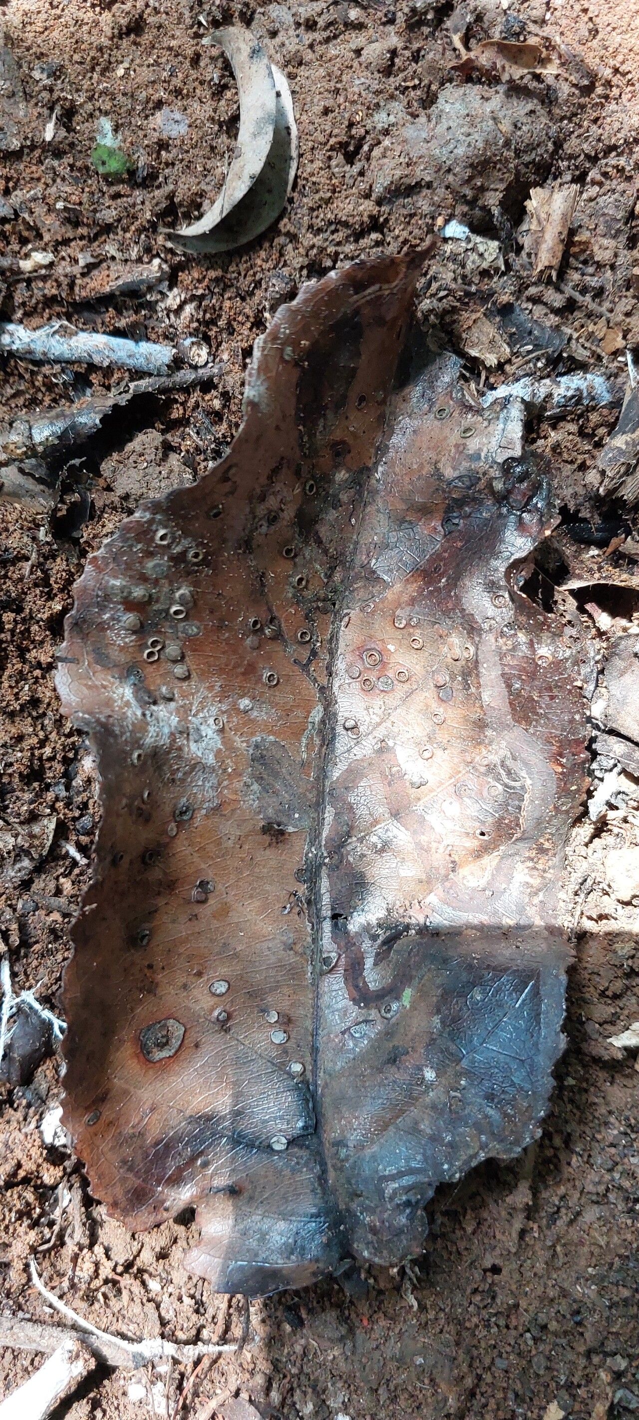 Homalium letestui — houseplant care guide