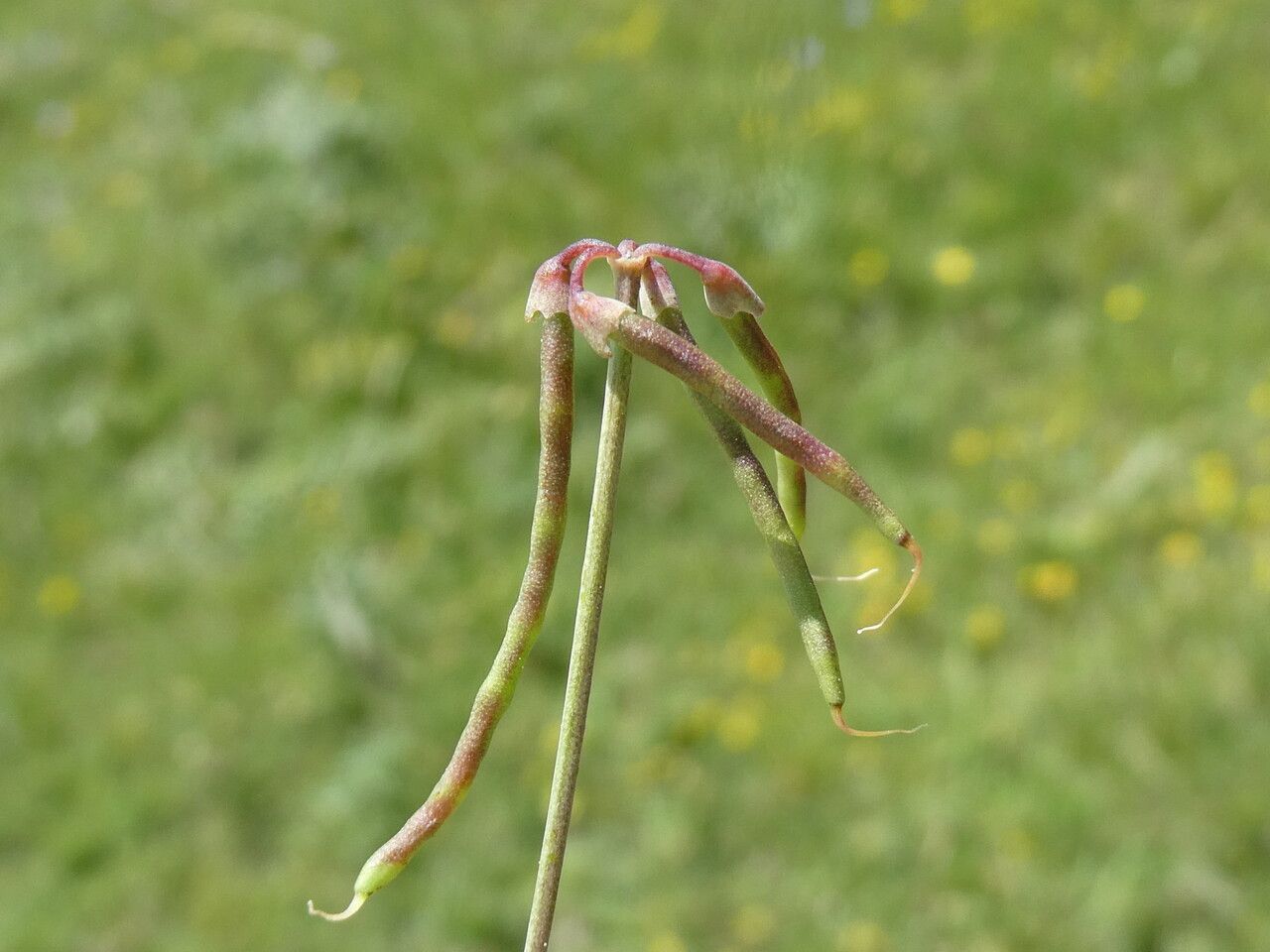 Coronilla minima fruit