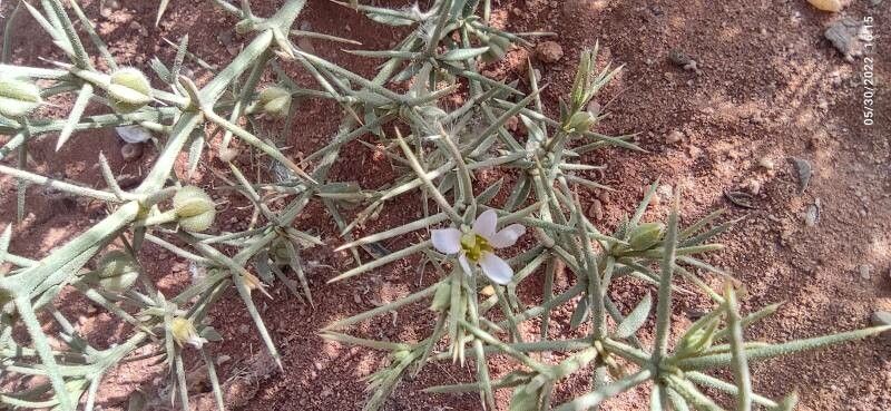 Zygophyllum zilloides flower