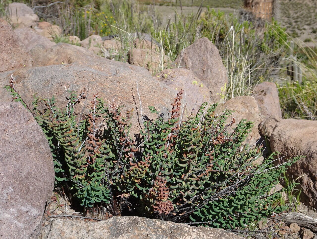 Pellaea ternifolia habit