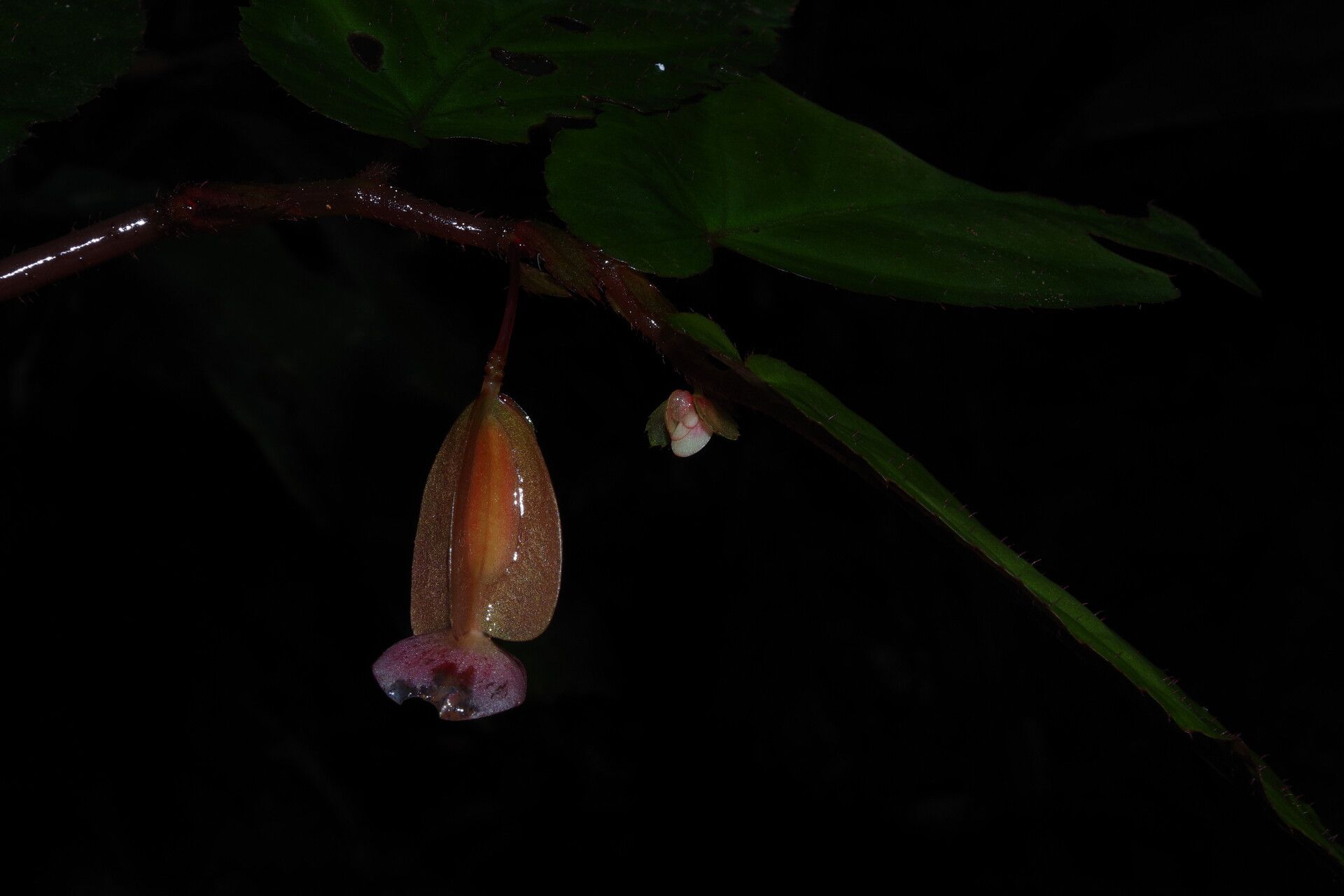 Begonia sessilifolia flower