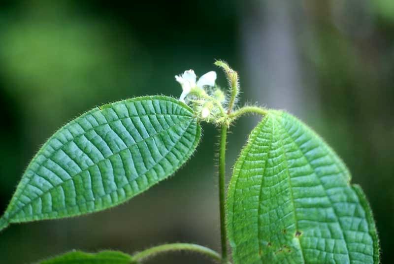 Clidemia umbrosa flower