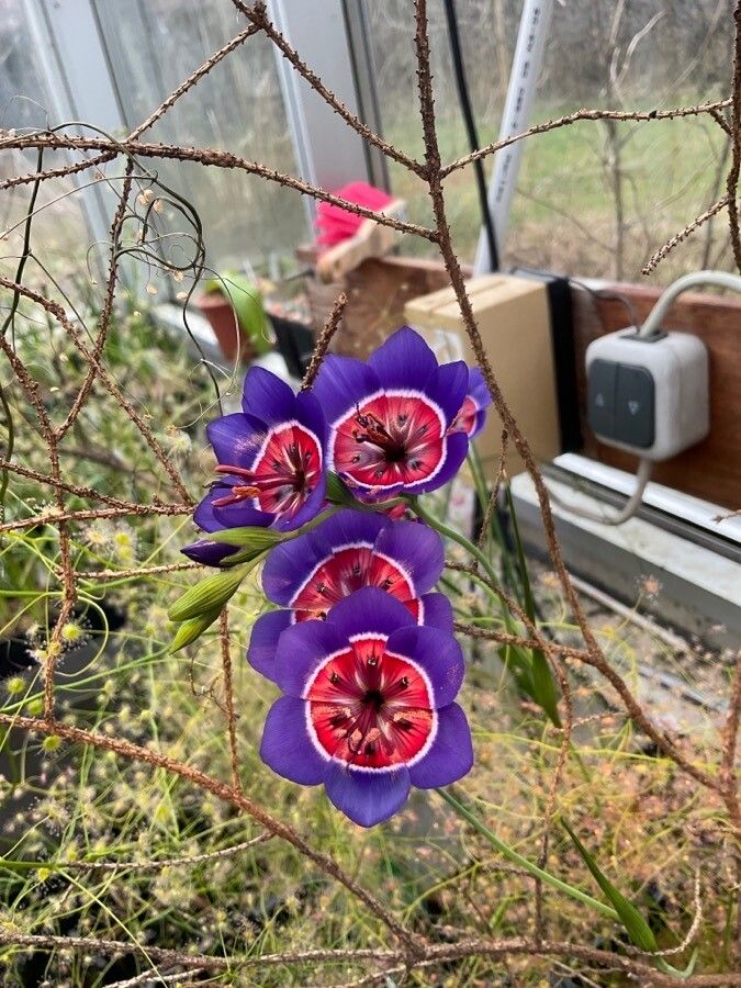 Geissorhiza radians — houseplant care guide