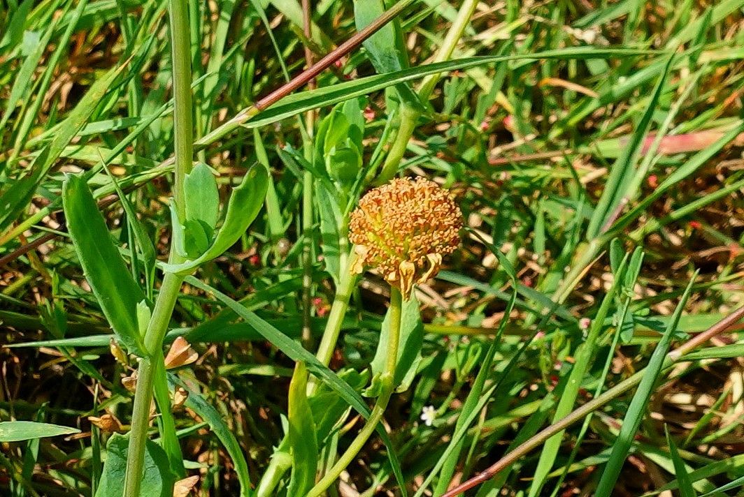 Glebionis segetum fruit