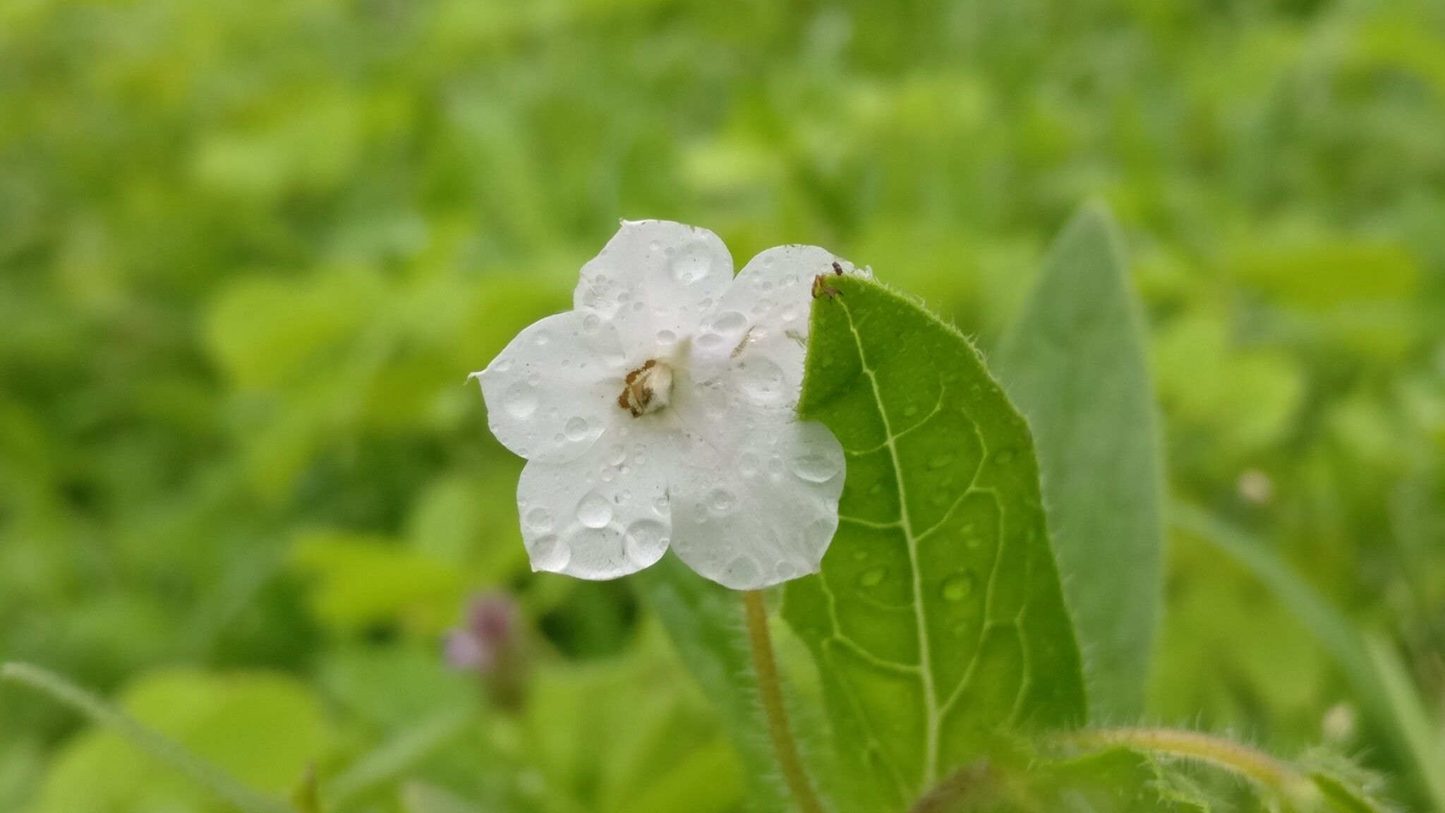 Trichodesma inaequale — houseplant care guide